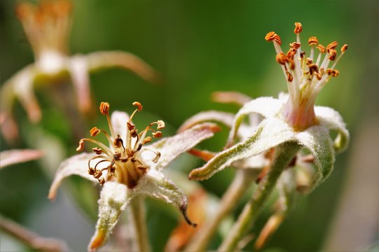 Apfelbl&uuml;te ausgebl&uuml;ht