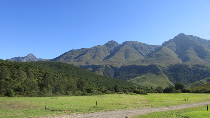 Fototapeta na wymiar Forest, Trees, Grass and Mountains in South Africa