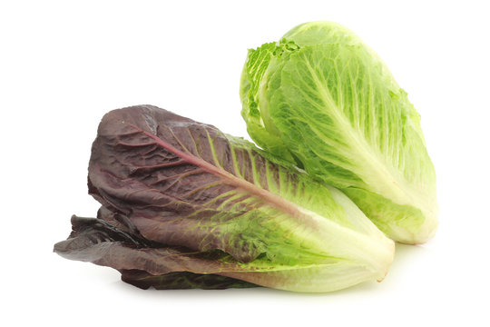 fresh romaine lettuce on a white background
