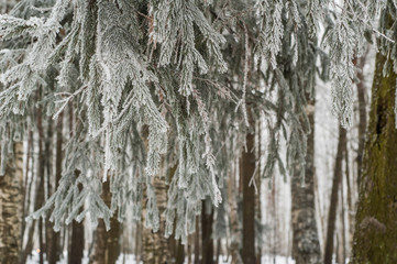 Fototapeta na wymiar The fog in the winter, the trees covered with hoarfrost