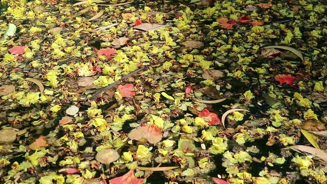 Beautiful fallen flowers and leaves floating on green water. Flowers of yellow Peltophorum pterocarpum, copperpod and red Delonix regia, flame tree