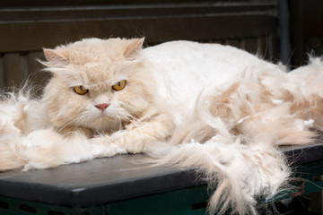 sulky persian cat between grooming with its hair ( Felis catus )
