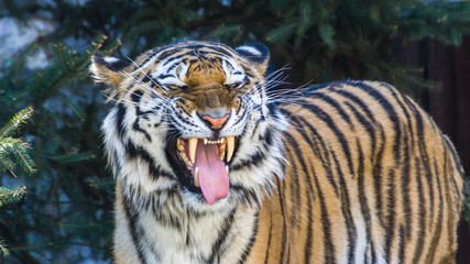 The Amur tiger