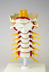Artificial human cervical spine model