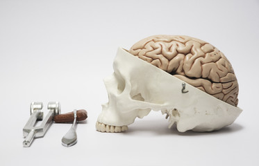 Human skull model and medical equipment
