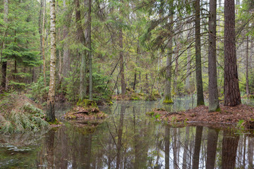 Springtime wet mixed forest with standing water