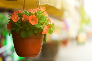 flowers in a pot hanging on a clothesline