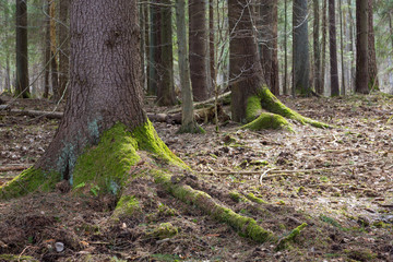 Obraz premium Coniferous stand of spruce trees