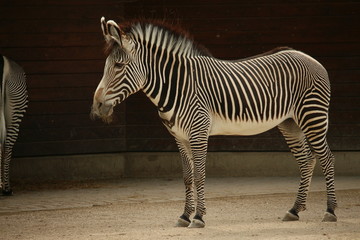 Zebra