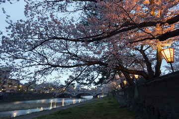 金沢の夜景　浅野川大橋と桜