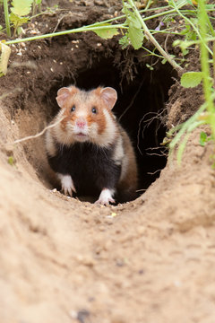 Feldhamster (Cricetus cricetus)