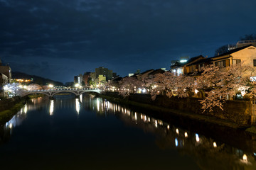 金沢の夜桜　主計町茶屋街
