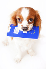 Dog with passport. Animal pet passport. EU.