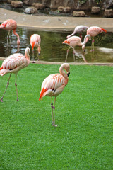 Flamingos auf einer Wiese 