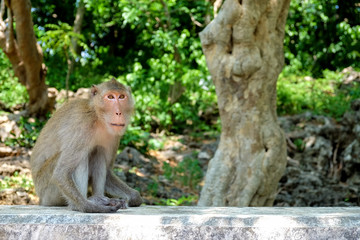 Monkey sitting on the wall at Khao Luang Cave, Phetchaburi Province, Thailand