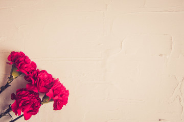 Carnation flowers and George Ribbon close-up on a dark background. Victory Day - May 9. Jubilee 70...