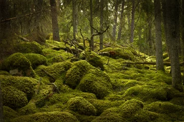 Gordijnen Grunge forest background © Conny Sjostrom