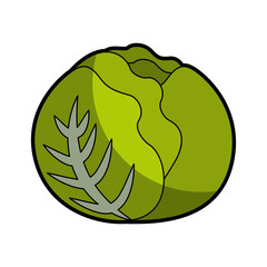 cabbage fresh vegetable icon vector illustration design