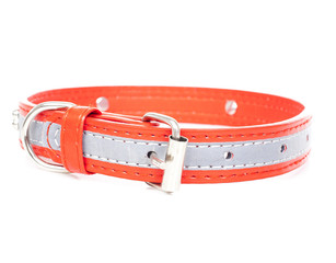 Dog collar. Red dog collar to avoid puppy lost.