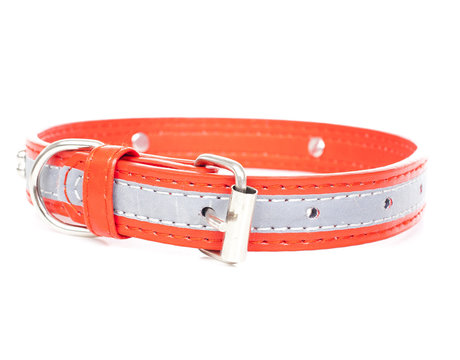 Dog Collar. Red Dog Collar To Avoid Puppy Lost.