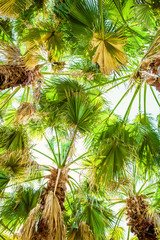 Beautiful palm trees and leaves in tropics, tropical texture. Palm and sky
