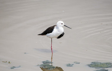 Black-winged Stilt (Himantopus himantopus) Standing in a Water Pool in Northern Tanzania