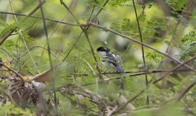 Black-backed Puffback (Dryoscopus cubla) in Dense Foliage in Tanzania