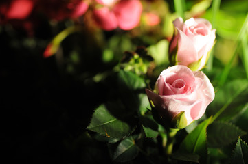 ピンクのばら