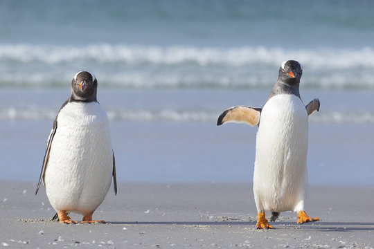 Two Gentoo penguins walking together on the beach.