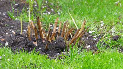 Plants destroyed by white ball of hail. 