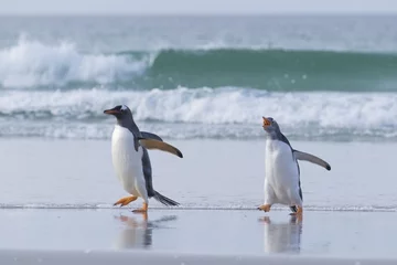 Plexiglas foto achterwand Grumpy penguin chasing buddy. © Yori Hirokawa