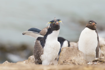 Molting Rockhopper penguin opening wings.