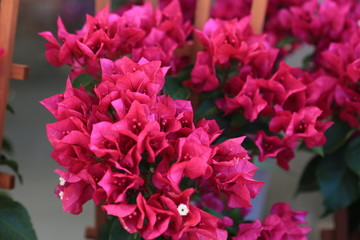 赤色のブーゲンビリア