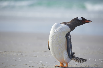 C shaped Gentoo penguin looking back.