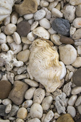 Image of scallops on the pebbles.