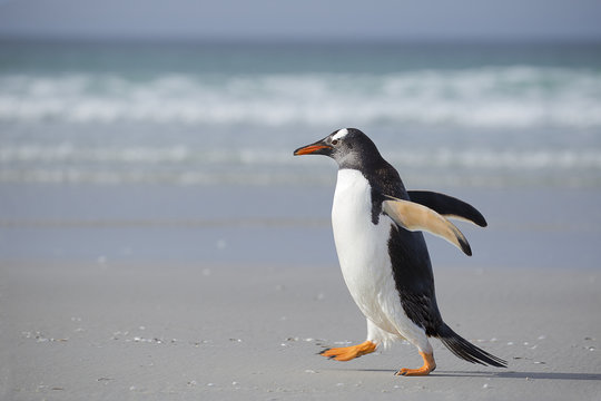 Gentoo penguin walking on the beach in hurry.