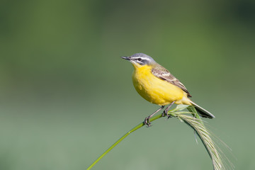 Schafstelze (Motacilla flava)