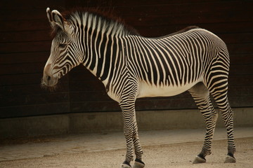 Zebra