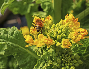 菜の花とミツバチ