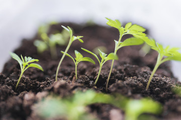 Seedlings of plants