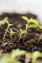 Cultivation of young plants.