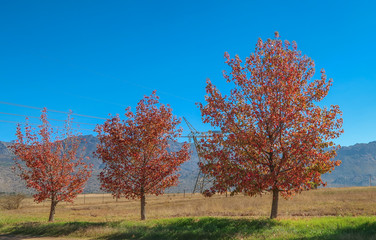 Autumn trees in a row in South Africa