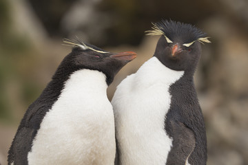 Loving Rock hopper penguin couple at Falkland Islands.