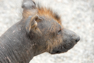 Peruvian Hairless Dog