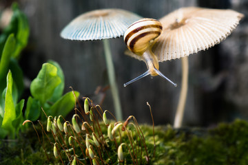 Snail & mushrooms