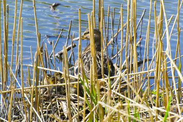 Duck with Chicks