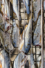Fresh fish on the grill for frying