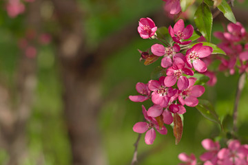 Pink Crab Apple Blossoms close-up with green copy space