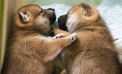 子犬の兄弟