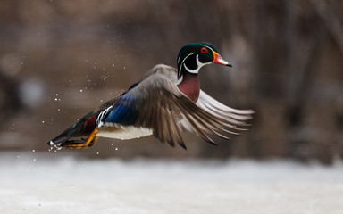 Wood duck takes off from icy pond at Mud Lake of Ottawa, Canada